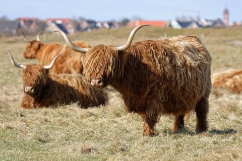 Scottish Highland Cattle on pasture