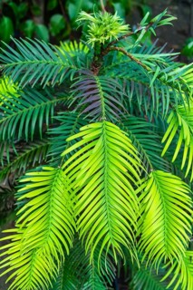Wollemia nobilis Wollemi Wollemia