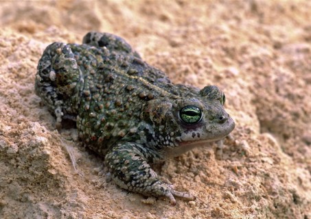 Natterjack Toad