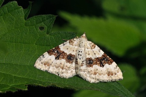 Black-banded leaf moth