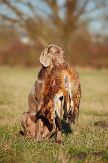 Weimaraner