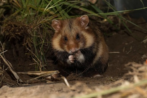European Hamster