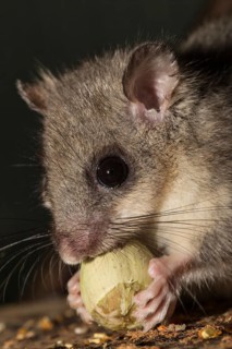Fat dormouse