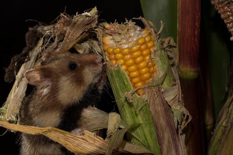European Hamster