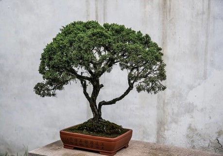 Bonsai tree in front of a concrete wall