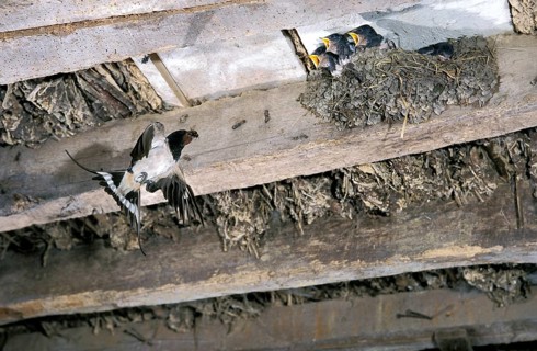 Barn swallow