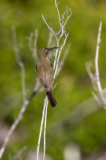 Great Double-collared Sunbird