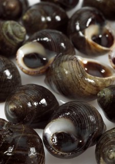 Common periwinkle