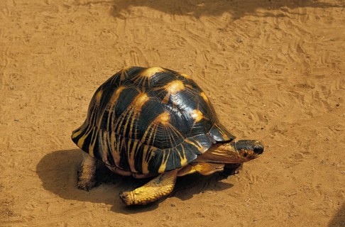 Madagascar Radiated Tortoise