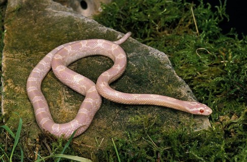 Corn snake