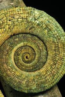 Parson's chameleon