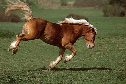 HAFLINGER PONY