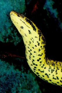 HEAD OF YELLOW ANACONDA