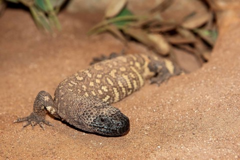 BEADED LIZARD