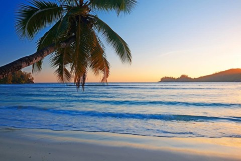 Overhanging coconut palm on the beautiful bay of Baie Lazare