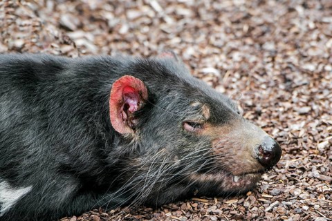 Sleeping Tasmanian devil