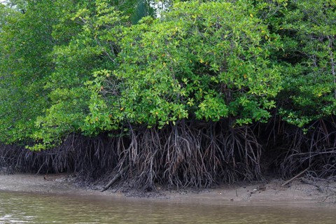 Mangrove forest