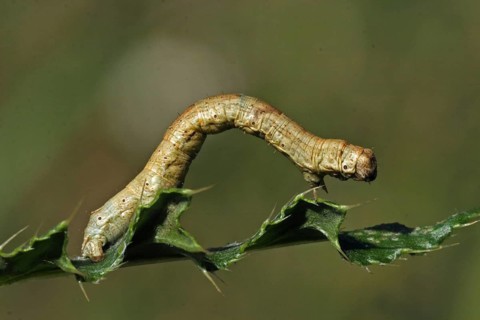 Heath moth