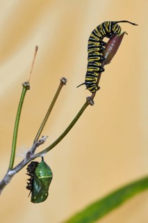 Caterpillar of the monarch butterfly