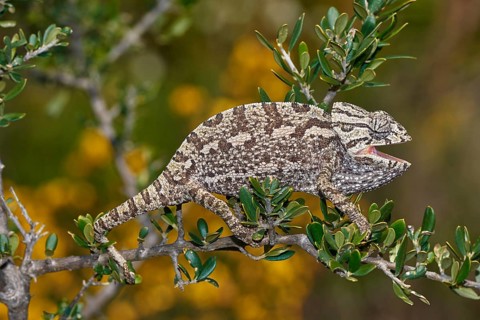 Mediterranean chameleon