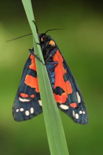 Scarlet Tiger Moth