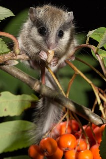 Forest dormouse