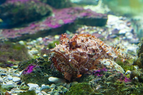 Scorpionfish