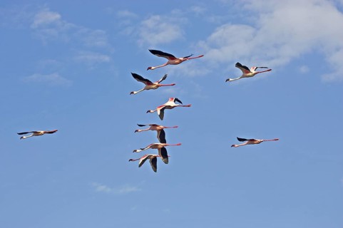 LESSER FLAMINGO