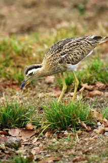 Double striped thick knee