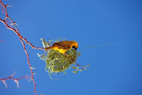 Southern Masked Weaver