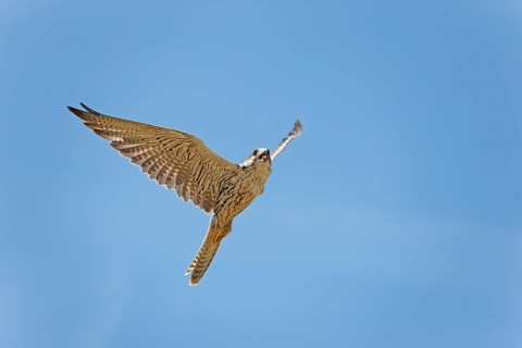 Saker falcon