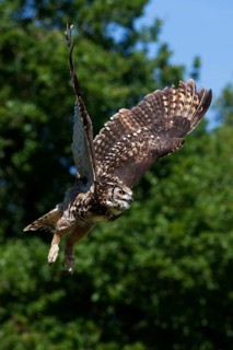 Cape Eagle Owl