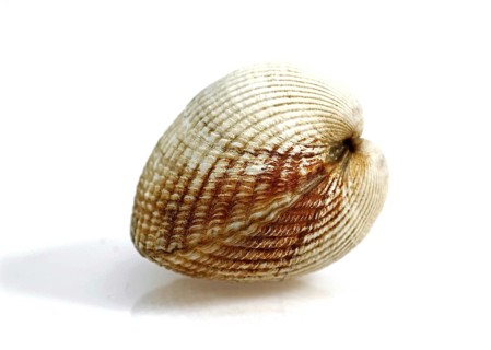 Common Cockle