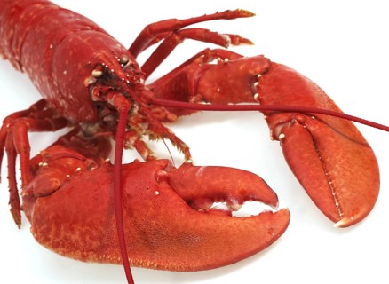 BOILED LOBSTER