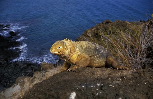 Galapagos Land Iguana