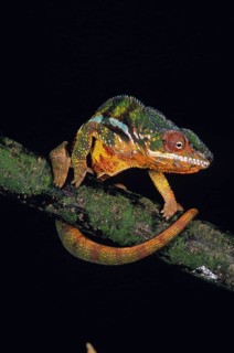 Jewelled Chameleon or Carpet Chameleon