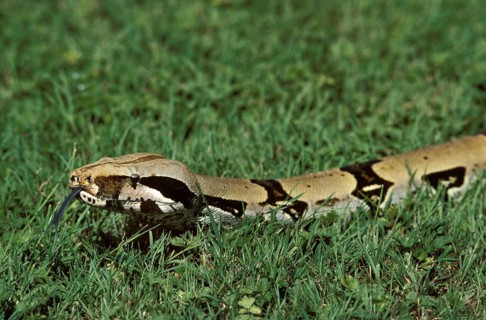 Boa constrictor