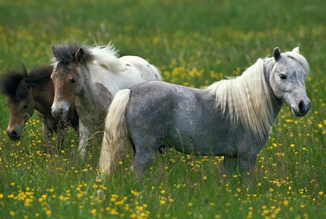 AMERICAN MINIATURE HORSE