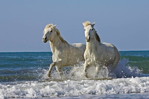 Camargue horses