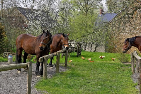 Cob Normand horse on the farm