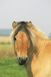 Norwegian Fjord Horse