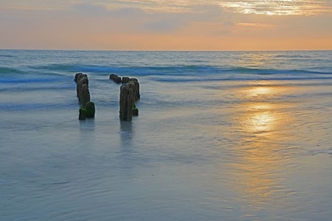Algae-covered groynes at sunset on the beach of Rantum