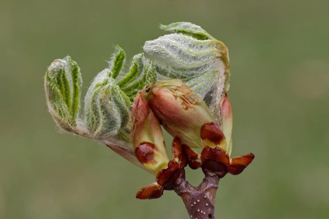 Horse chestnut