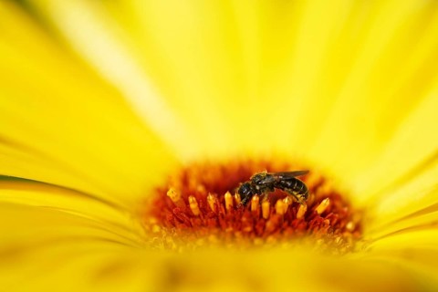 Shaggy bee