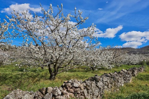 Cherry trees