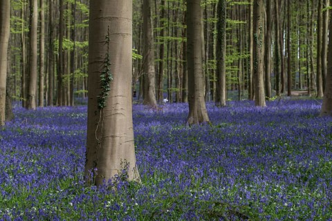 Bluebells