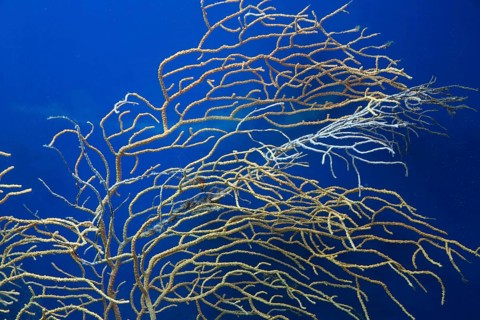 Coral