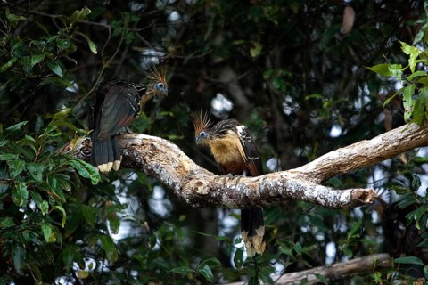 Hoatzin