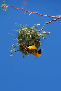 Southern Masked Weaver