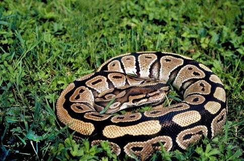 ROYAL Royal python